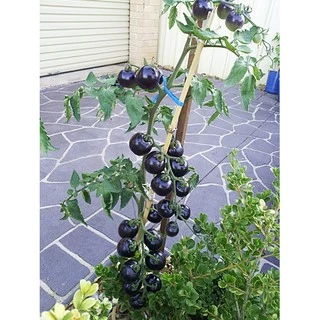 เมล็ดพันธุ์ มะเขือเทศสีม่วง Indigo Rose Tomato Seed บรรจุ 10 เมล็ด คุณภาพดี ของแท้ 100%