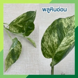พร้อมส่ง(ซื้อ 6 กิ่งลด 10.- แถมฟรี!! ปุ๋ย 10ก.) 🌱ต้นไม้เลี้ยงน้ำ 20 ชนิด(ขายเป็นกิ่ง)🌱ต้นไม้ฟอกอากาศ ใส่แจกันประดับบ้าน