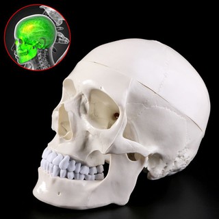 Human Anatomical Anatomy Head Skeleton Skull Teaching Model School Supplies Study Tool 7NO3