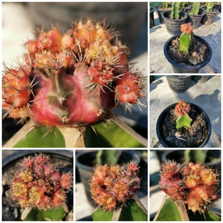 ทีลักซ์ด่าง T-LUX Gymnocalycium​ Cactus แคคตัส กระบองเพชร ไม้อวบน้ำ ไม้กราฟ ราคาถูก​ ทีลักซ์ ด่าง ยิมโนด่าง GYMNO​ ยิมโน