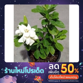 พุดซ้อน ดอกมีกลิ่นหอม ส่งพร้อมกระถาง5.5นิ้ว (10ฟรี1)