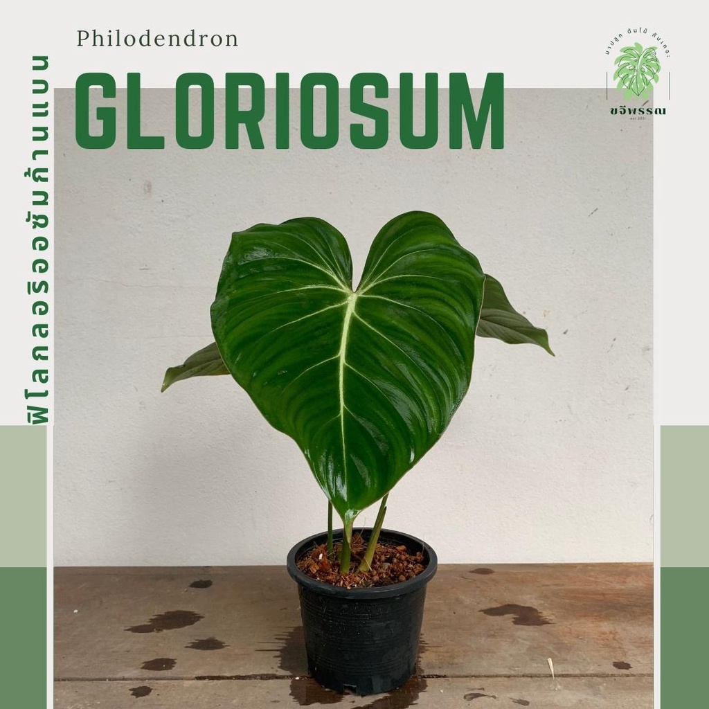 ฟิโลกลอริออซั่ม | ฟิโลเดนดรอน กลอริออซั่มก้านแบน | Philodendron Gloriosum | ไม้ฟอกอากาศ
