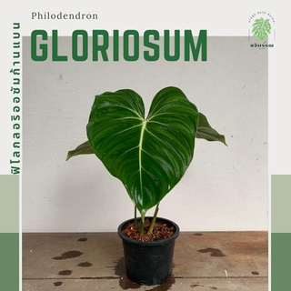 ฟิโลกลอริออซั่ม | ฟิโลเดนดรอน กลอริออซั่มก้านแบน | Philodendron Gloriosum | ไม้ฟอกอากาศ