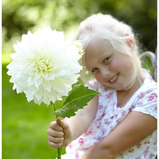 1 หัว/ออเดอร์ รักเร่ Dahlia สายพันธุ์ Fleurel White หัวรักเร่