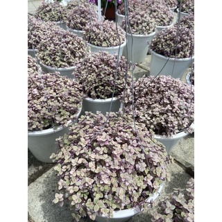 ชาลีริบบิ้นขนาดใหญ่ 375฿ กอแน่นมาก กระถางพร้อมลวดแขวน #ด่างชมพู