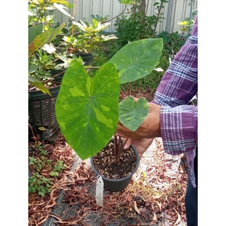 บอนเลม่อนไลม์ ใบด่าง Colocasia lemon lime gecko สูง30-40cm. กระถาง6นิ้ว รากเยอะ