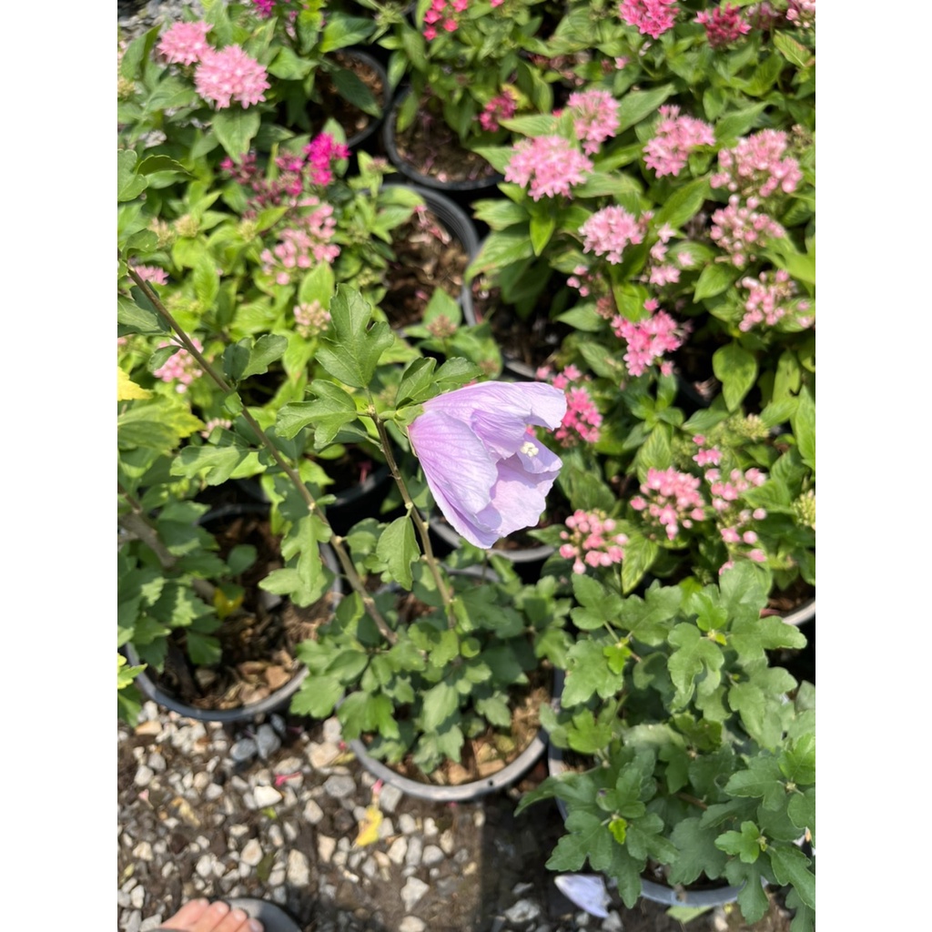 ต้นชบา ชบาคาร์เนชั่น คละสี – Carnation Hibiscus