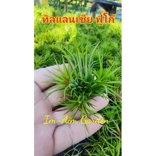 (1ชุด30กอ)ทิลแลนเซียฟูโก้ (ราคาเหมาเฉลี่ย4บาท/ต้นเท่านั้น) (ต้นจะมีสีในฤดูหนาว)