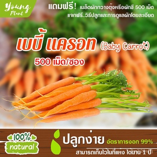 อินทรีย์ ต้น ดอก/เมล็ดพันธุ์ผักสลัด เบบี้ แครอท 300เมล็ด อัตราการงอก95% เมล็ดพันธุ์ ผักสลัด เมล็ดผัก เมล็ดผักสลัด(แถ GX6