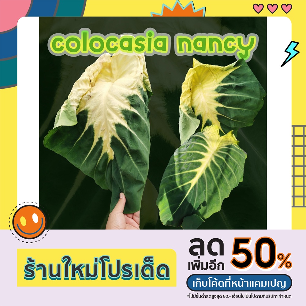 ⭕️ บอนโคโลคาเซียแนนซี่ ⭕️ แท้ 💯 Colocasia nancy 👙