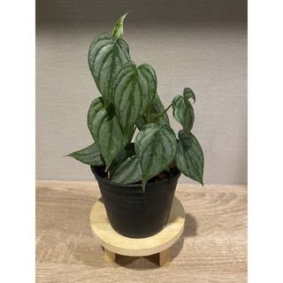 philodendron brantianum