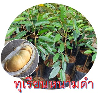 ต้นทุเรียนหนามดำ หรือโอวฉี่ ต้นพันธุ์แบบเสียบยอด ขนาดต้นพันธุ์ 60-70cm.(1ต้น)