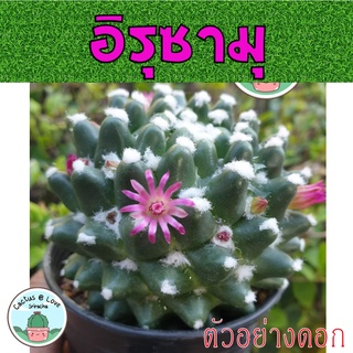 แมมปุยหิมะ แมมมิลลาเรียอิรุซามุ Mammillaria bucareliensis #Erusamu  	กระบองเพชร