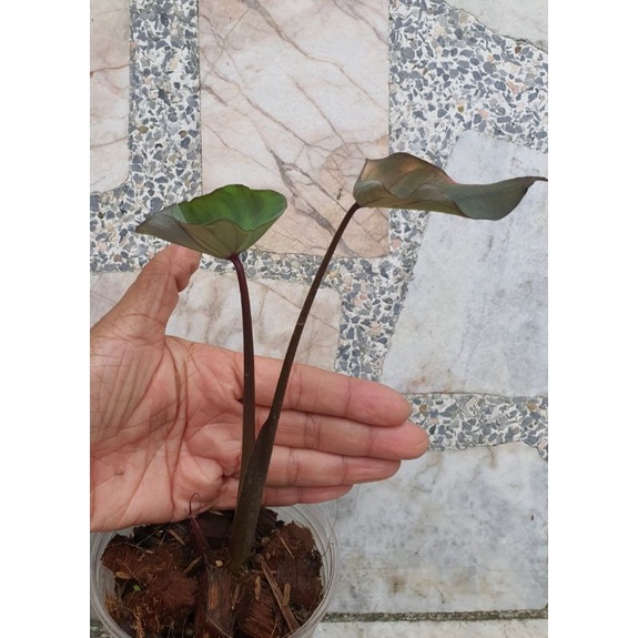 Colocasia Black runner