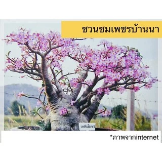 เมล็ดชวนชม ชวนชม เมล็ดดอกไม้ พันธุ์ยอดนิยม ราชินีพันดอก บางคล้า เขาหินซ้อน ฯลฯ เปอร์เซ็นการขึ้นดีมาก เพาะง่าย ไม้มงคล