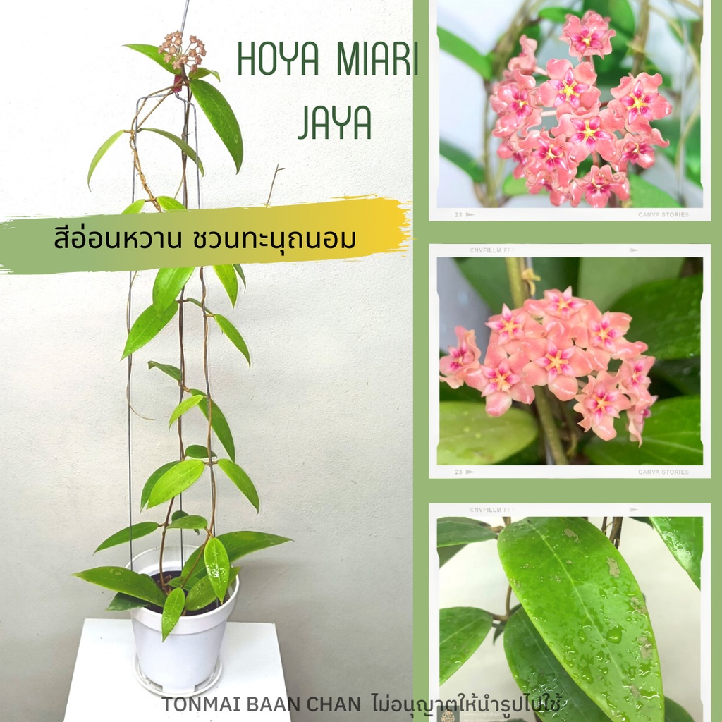 Hoya miari jaya ต้นโฮย่า ไม้แขวนประดับ พร้อมลวดแขวน ส่งต้นติดดอก