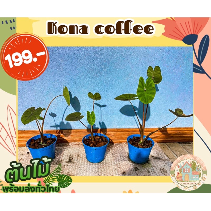 โคน่า คอฟฟี่ ☕️Colocasia Kona Coffee 🌱สั่งขั้นต่ำ 3 ต้นขึ้นไป คละชนิดได้จ้า