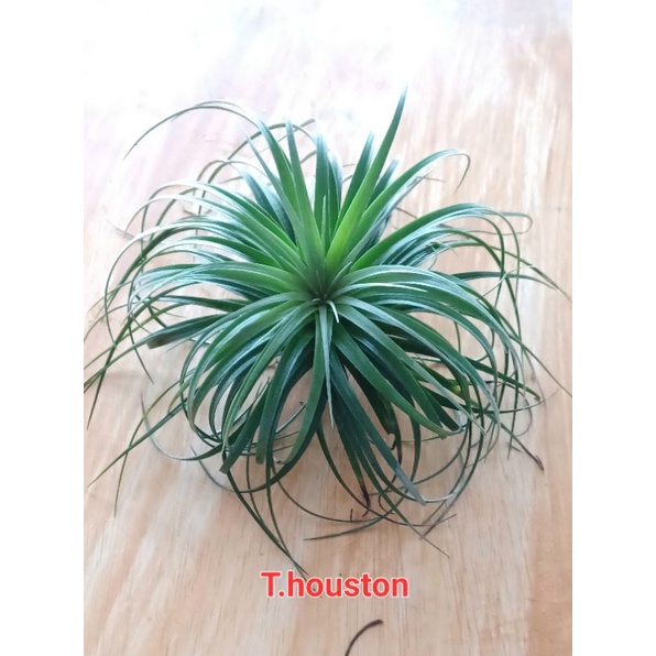 Tillandsia houston ไม้รากอากาศ ไม่ใช้ดิน