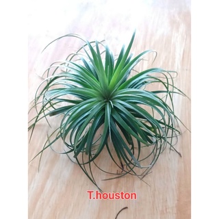 Tillandsia houston ไม้รากอากาศ ไม่ใช้ดิน