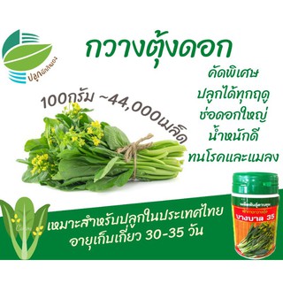 กวางตุ้งดอก  กระจ้อน ~ 44,000 เมล็ด (Flowering Pak Choy)​