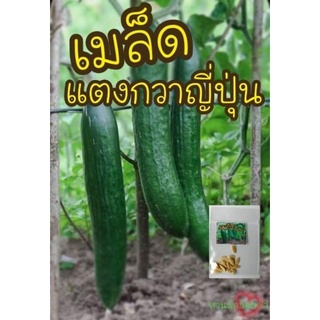 เมล็ดแตงกวาญี่ปุ่น 10เมล็ด Japanese  Cucumber