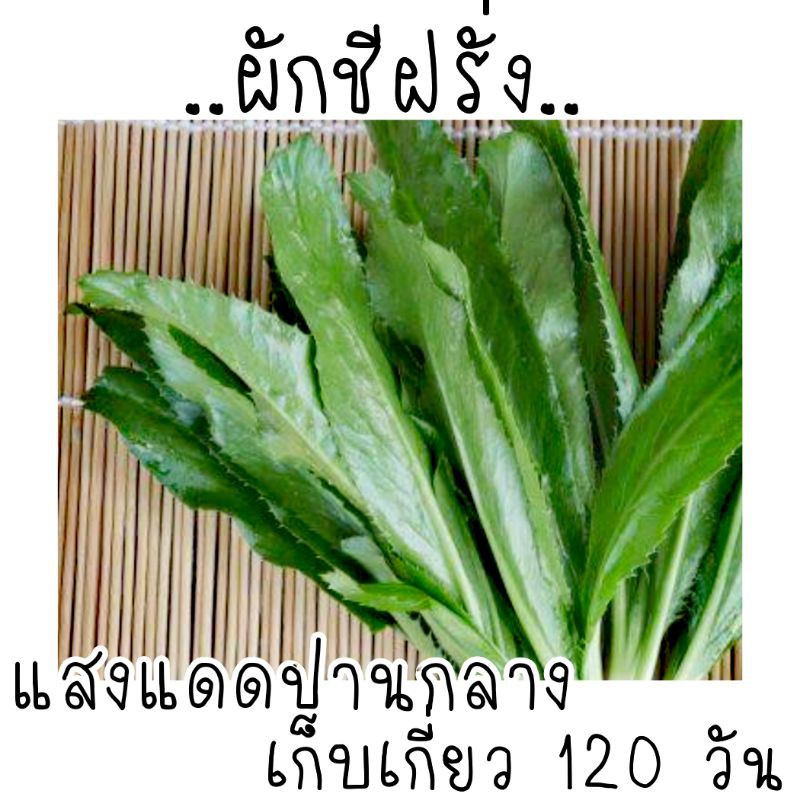 500 เมล็ด เมล็ดพันธุ์ผักชีฝรั่ง เมล็ดผักชีฝรั่ง