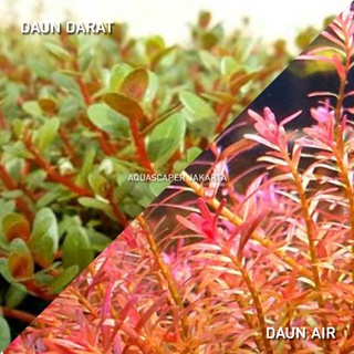 Rotala Hra Hra Emersed (ใบไม้บด) ภูมิทัศน์น้ํา