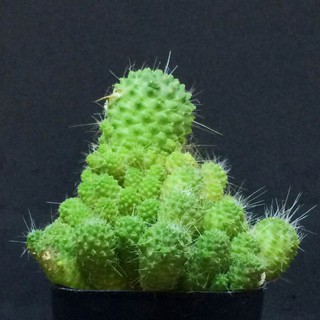 แมมมิลลาเรีย Mammillaria Spinosissima (แมมบล๊อคโคลี) ขนาดกลาง