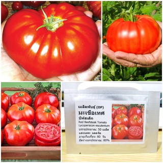 เมล็ดพันธุ์ มะเขือเทศ บีฟสเต็ก Red Beefsteak Tomato Seed บรรจุ 50 เมล็ด คุณภาพดี ของแท้ 100%