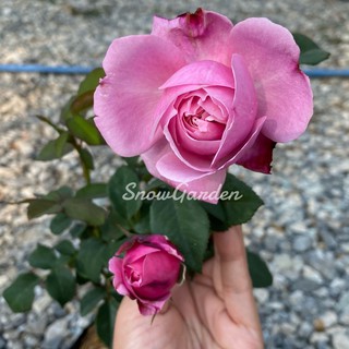 กุหลาบ🌹 Souer Emmanuele ชัวร์​เอมมานูเอล (ส่งติดดอก)  มีกลิ่นหอม ถุงใหญ่