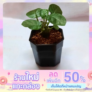 มะพร้าวทะเลทราย (Dorstenia Foetida) มะพร้าวทะเลทรายใบกลม แคคตัส cactus ขนาดสินค้า 5 cm