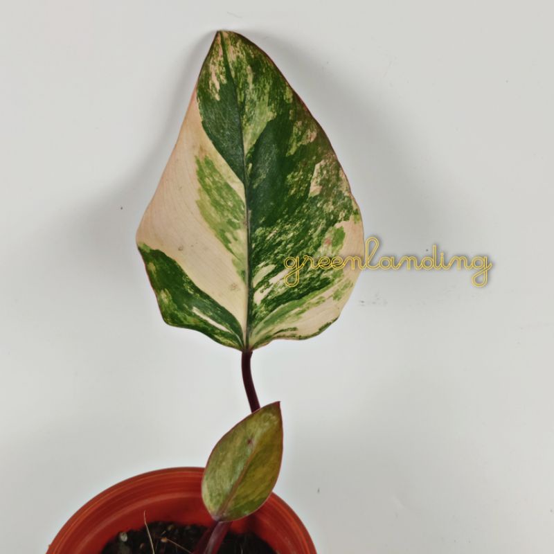 Philodendron Red Emerald Variegated 🍓
