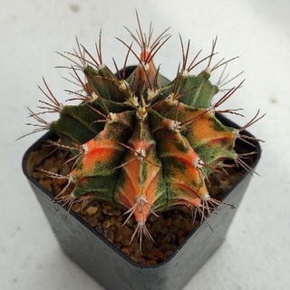 Cake Cactus Farm กระบองเพชร Gymnocalycium variegated  Opal fire  ยิมโนด่าง โอปอลไฟ ด่างสวยเข้ม