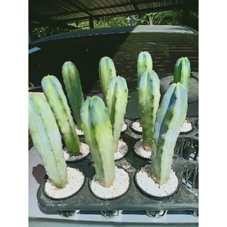 ตอบลูMyrtillocactus geometrizans (Mart.) Console