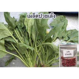 เมล็ดพันธุ์ ปวยเล้ง ผักสวนครัว 120 เมล็ด [10 แถม 1 คละได้]