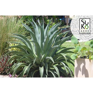 อากาเว่ | ปากนกแก้ว (Agave americana) | 20 - 30 ชม. | ไม้ประดับ | ข่ายในถุง