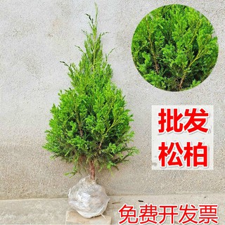 ❐☞✖กล้าไม้ไซเปรส ไซเปรส arborvitae กล้าไม้ Hinoki cypress จูนิเปอร์ หอสน เจดีย์ไซเปรส