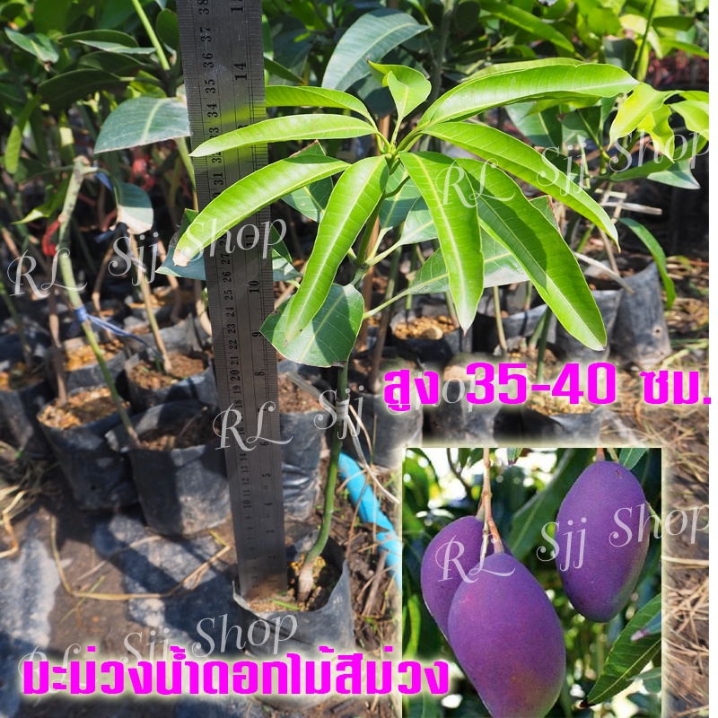 1ต้นพันธุ์มะม่วงสายพันธุ์ใหม่ ” มะม่วงน้ำดอกไม้สีม่วง “ ต้นเสียบยอด สูงประมาณ 35 ซม.สูงขึ้นไป ต้นแข็งแรงพร้อมจัดส่ง