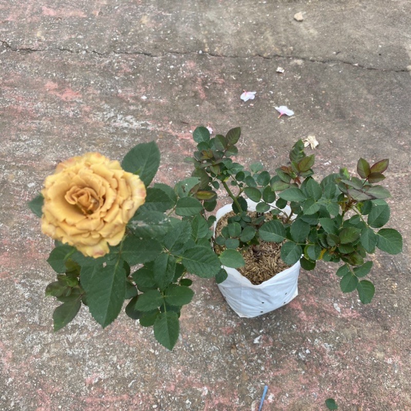 กุหลาบ 🌹  Toffee Rose ทอฟฟี่โรส ดอกสีน้ำตาลเข้ม (ส่งติดดอก )แบบถุง - รูปที่ 3