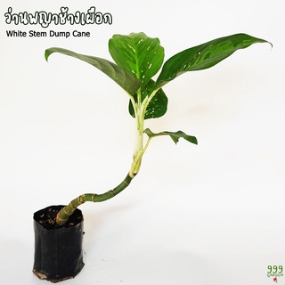 ว่านพญาช้างเผือก ไม้ประดับมงคล ( ดิฟเฟนบาเกีย / Dump Cane ) 999garden