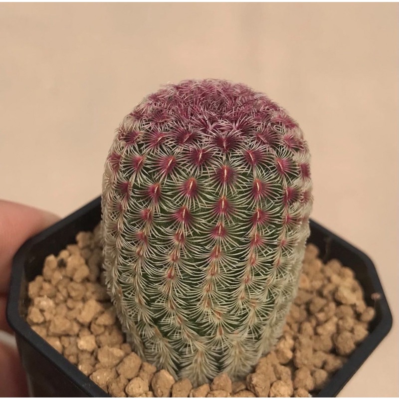 A Little cactus | เรนโบว์