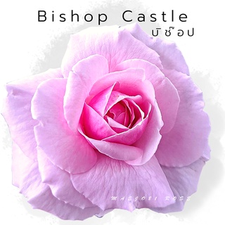 R11 Bishops castle Rose กุหลาบ บิชอป คาสเทิล หอมแรงมาก กุหลาบ ออกดอกเป็นพวง กึ่งเลื้อย