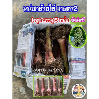 หน่อกล้วยไข่ สายพันธุ์เกษตร2  1ชุดบรรจุ 5หน่อ(จัดส่งฟรี) พร้อมปลูก ทุกหน่อผ่านการฆ่าเชื้อเป็นที่เรียบร้อยแล้ว