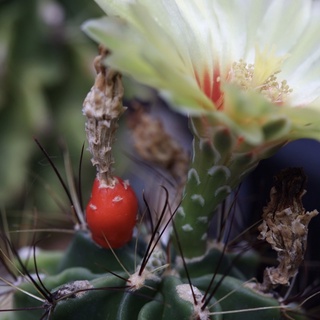 🌵(เมล็ดละ 1 บาท) ฮามาโตแคคตัส Hamatocactus setispinus 🌵