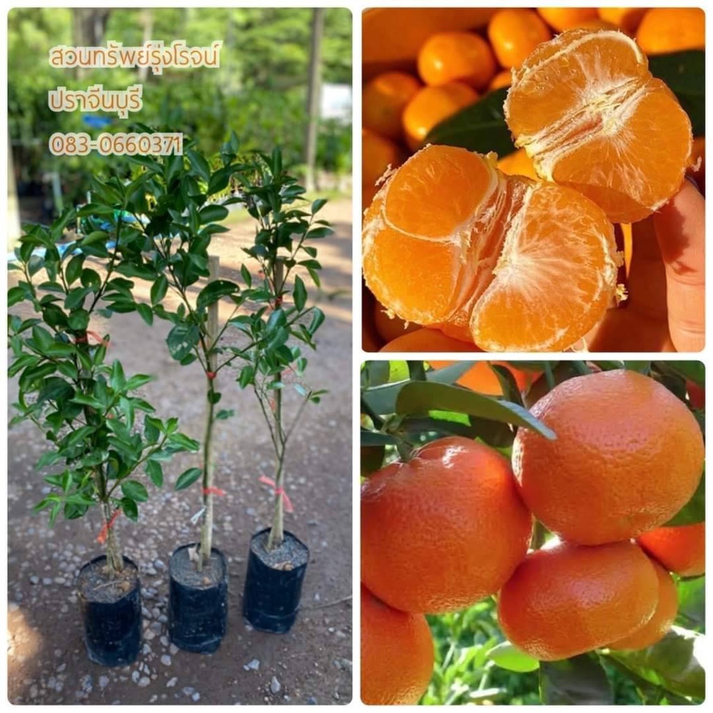 ต้นส้มจีนไร้เมล็ด กิ่งพันธุ์ส้มจีนไร้เมล็ด (1 ชุด ได้ 2 ต้น) แบบเสียบยอด แข็งแรง พร้อมปลูก