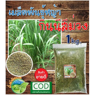 เมล็ดหญ้ากินนีสีม่วง (ใหม่!! เกรด A) บรรจุ 1 กิโลกรัม