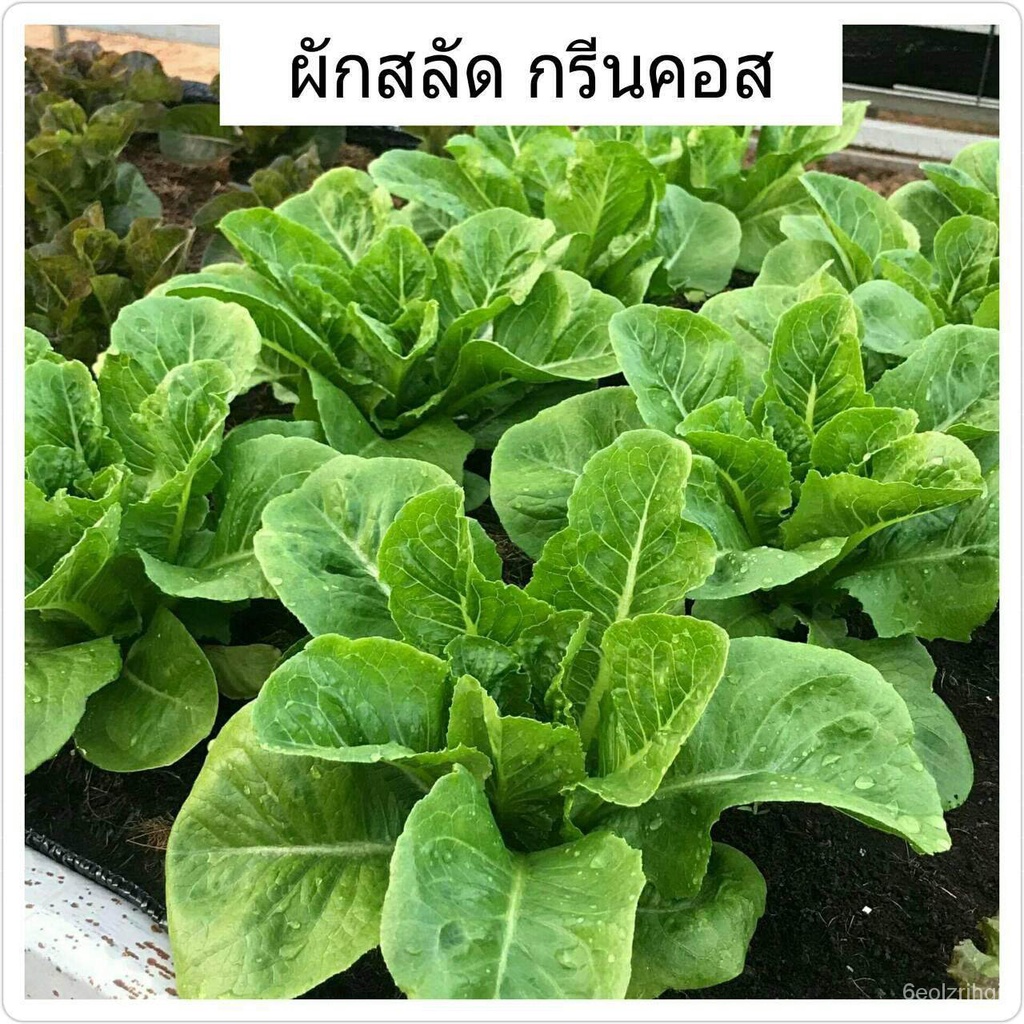 2022-green-cos-50
