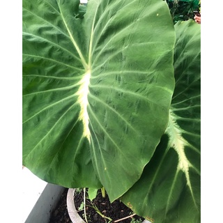 ✅ ขุดสด - Colocasia Nancy -