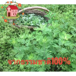 พร้อมส่ง ถูกที่สุด แผ่นแปะเท้า ของเเท้100% KINOKI คิโนกิ แผ่นแปะเท้าดูดสารพิษ แผ่นเเปะเท้าเพื่อสุขภาพ แผ่นแปะเท้าสมุนไพร