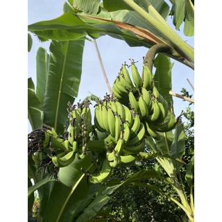 ☘️🍌☘️ #หน่อกล้วยเล็บมือนางสวนอาม่า…อัมพวา☘️🍌☘️